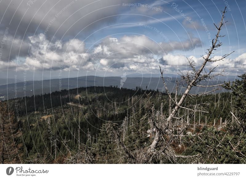 Blick Richtung Böhmen Wald Waldsterben Landschaft Baum Natur Umwelt Außenaufnahme Baumstamm Holz Forstwirtschaft Menschenleer Klimawandel Umweltschutz Totholz