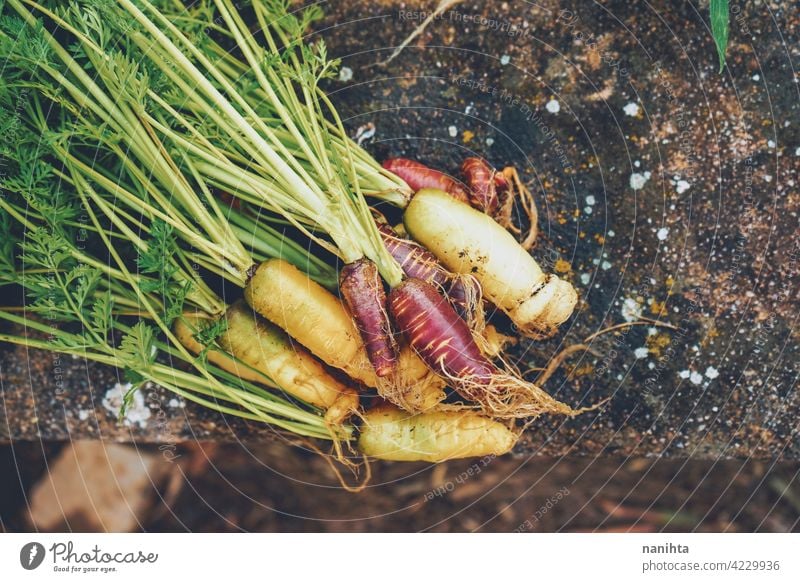 Bunte Gruppe von Karotten gerade geerntet organisch Lebensmittel Gemüse Möhre purpur Veganer Garten Bio-Garten Obstgarten Parzelle Biografie heimwärts Varieté