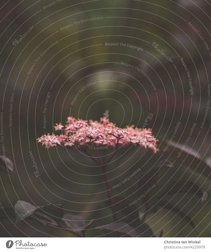 Rosafarbene duftende Blüte des Sambucus nigra 'Thundercloud', Schwarzer Holunder schwarzer Holunder Holunderblüte Elder Natur Laub Pflanze Strauch rosa grün