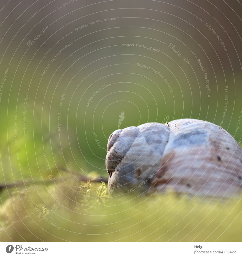 Haus einer Weinbergschnecke liegt am Waldboden im Moos Schnecke Schneckenhaus liegen Natur Umwelt Sonnenlicht Nahaufnahme Unschärfe Außenaufnahme Farbfoto