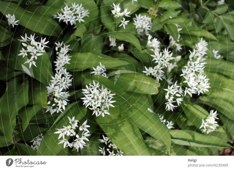 Bärlauchpflanzen mit vielen Blüten wachsen am Waldboden Bärlauchblüte Frühling Natur Umwelt Vogelperspektive Licht Schatten Pflanze Farbfoto Außenaufnahme