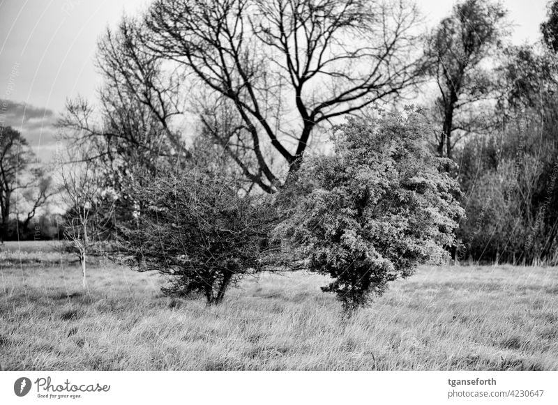 Büsche auf einer Wiese Busch Frühling Natur Pflanze busch Außenaufnahme Baum Menschenleer Umwelt Wachstum baum Weide Landschaft Morgen Morgendämmerung Gras