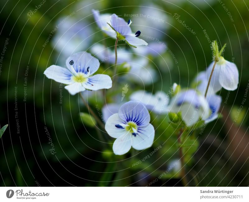 Veronica (Ehrenpreis) / zartes Unkraut / Gartenunkraut / Wildpflanze Pflanze Natur Blume Blüte Wiese Sommer Park Gras Farbfoto Blühend Außenaufnahme schön