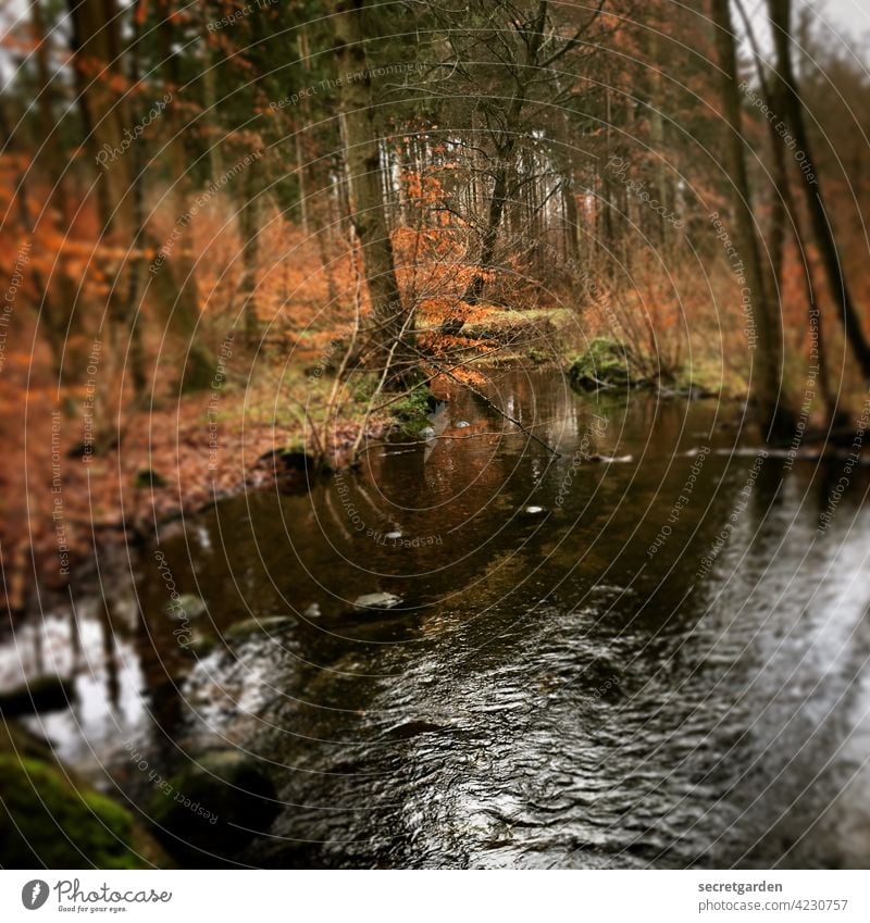 Verzaubert und fokussiert. Wald Duft Bach zauberhaft magisch grün Natur Baum Außenaufnahme Farbfoto fokussieren Landschaft Umwelt Sträucher Sommer Wasser nass