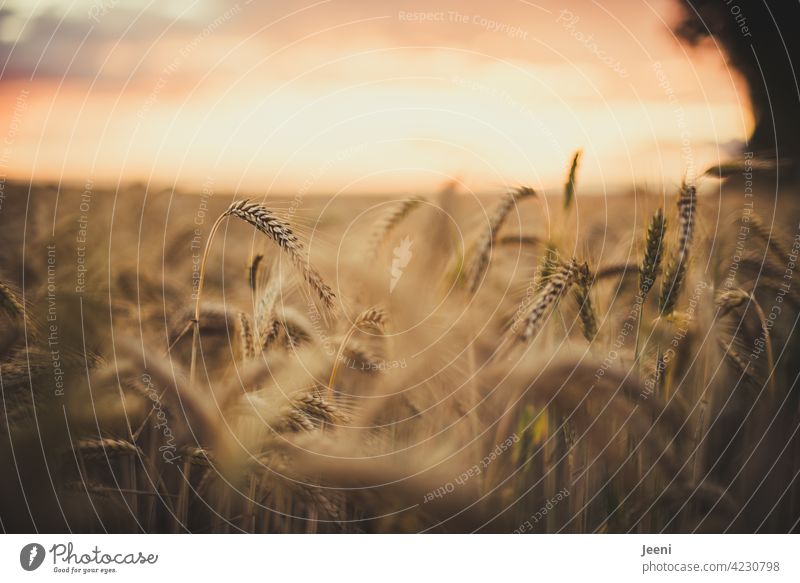 Volle Ähren Getreide Feld Getreidefeld Korn Sommer Landwirtschaft Kornfeld Ackerbau Ernährung Nahrung Lebensmittel Weizen Gerste Triticale Roggen Weizenfeld