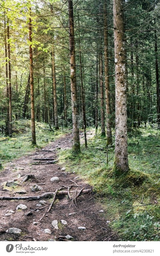 Wald mit Weg im Soča-Tal VII Starke Tiefenschärfe Lichterscheinung Kontrast Schatten Textfreiraum Mitte Textfreiraum unten Textfreiraum rechts Textfreiraum oben