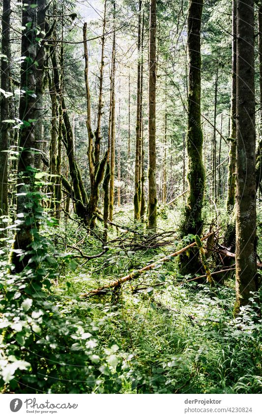 Wald im Soča-Tal VIII Starke Tiefenschärfe Lichterscheinung Kontrast Schatten Textfreiraum Mitte Textfreiraum unten Textfreiraum rechts Textfreiraum oben