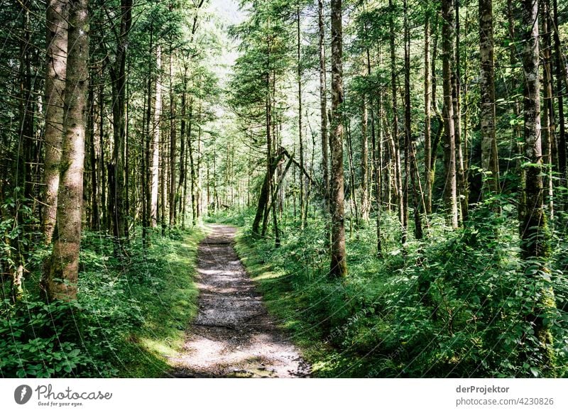 Wald mit Weg im Soča-Tal VI Starke Tiefenschärfe Lichterscheinung Kontrast Schatten Textfreiraum Mitte Textfreiraum unten Textfreiraum rechts Textfreiraum oben