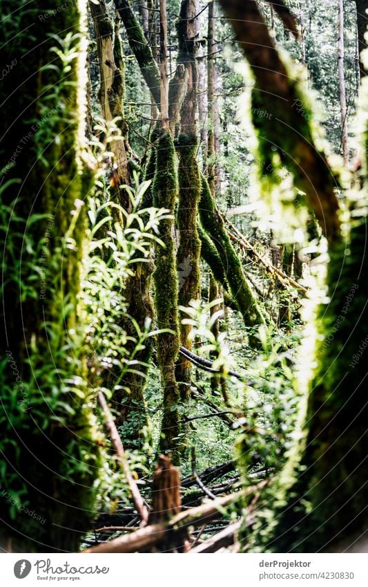 Wald im Soča-Tal V Starke Tiefenschärfe Lichterscheinung Kontrast Schatten Textfreiraum Mitte Textfreiraum unten Textfreiraum rechts Textfreiraum oben