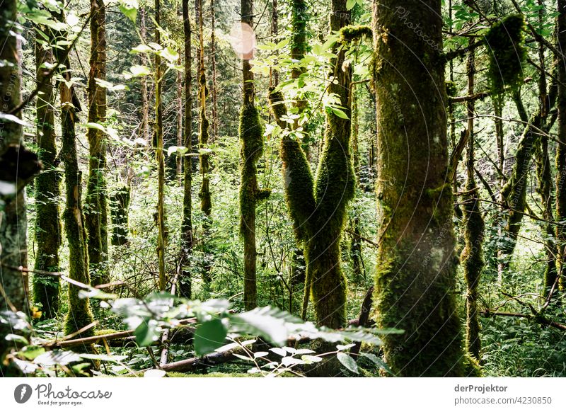 Wald im Soča-Tal I Starke Tiefenschärfe Lichterscheinung Kontrast Schatten Textfreiraum Mitte Textfreiraum unten Textfreiraum rechts Textfreiraum oben