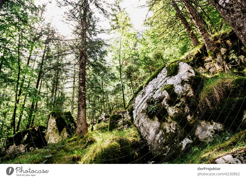 Wald im Soča-Tal II Starke Tiefenschärfe Lichterscheinung Kontrast Schatten Textfreiraum Mitte Textfreiraum unten Textfreiraum rechts Textfreiraum oben