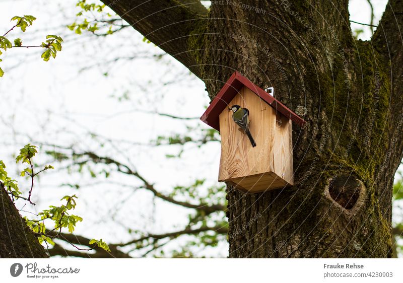 Eine Kohlmeise am Nistkasten - ist die Luft rein? Meise Vogelhaus Meisen füttern Nestbau Garten Brutplatz Nisthilfe Frühling Frühjahr Natur Schnabel im Schnabel