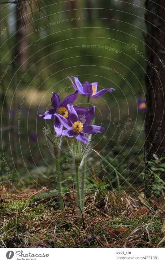 Pulsatilla patens, Finger-Kuhschelle, Fingerküchenschelle, Stern-Kuhschelle, Sternküchenschelle. Lila Blumen von Pulsatilla patens Nahaufnahme auf einem Hintergrund des grünen Waldes im Frühjahr.