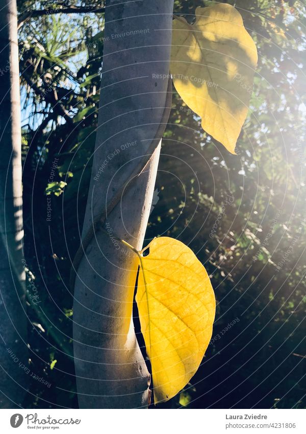 Sonnenlicht durch die Blätter Blatt Herbst Herbstlaub Baum Natur Pflanze Herbstfärbung herbstlich Herbstbeginn Nahaufnahme Nahaufnahme verlassen Hintergrund