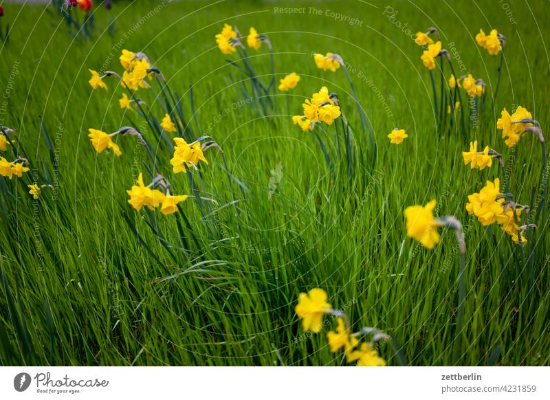 Blumen und Gras erholung erwachen ferien frühjahr frühling frühlingserwachen garten kleingarten kleingartenkolonie knospe menschenleer natur pflanze ruhe saison