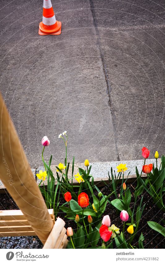 Straßenbegleitgrün anpflanzung asphalt ast baum baumscheibe erholung erwachen frühblüher frühjahr frühling frühlingserwachen garten kleingarten knospe