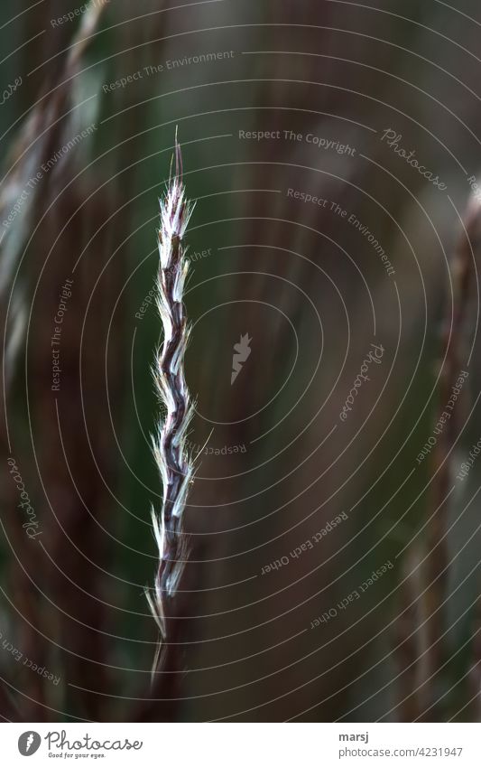 Beginnende Schilfgrasblüte in wenig Licht getaucht. Düsterer Hintergrund. Natur Farbfoto abstrakt Morgen Gras Herbst Pflanze Gegenlicht Tag außergewöhnlich kalt