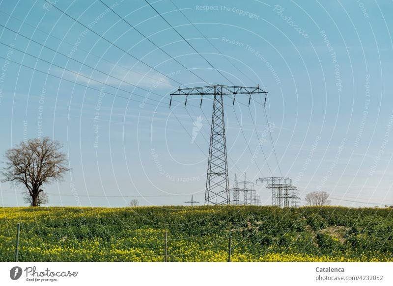 Strommasten,  blühendes Rapsfeld, Bäume, Wiesen und der Himmel im Frühling Natur Landschaft Flora Pflanze Energie Stromkabel Stromversorgung Feld Landwirtschaft