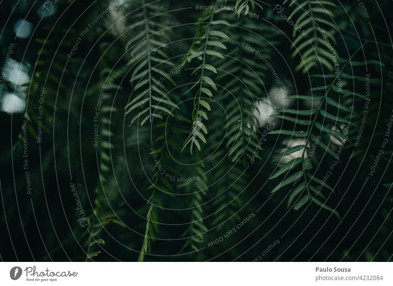 grüne Blätter Baum Umwelt Farbfoto Natur Außenaufnahme Pflanze Tag Blatt Schönes Wetter Licht Wald natürlich Hintergrund Textfreiraum