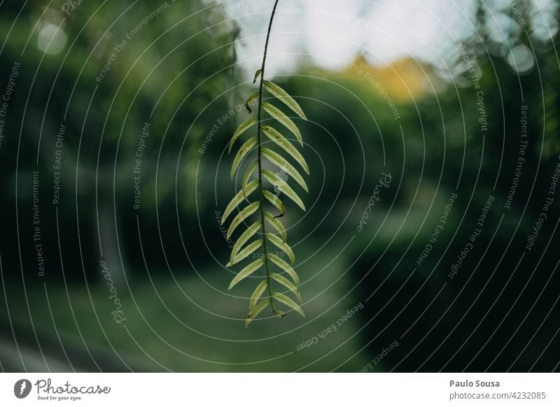 Nahaufnahme grünes Blatt Blätter Blattgrün Natur Textfreiraum Umwelt Textfreiraum unten Frühling Menschenleer Tag Pflanze Farbfoto Außenaufnahme