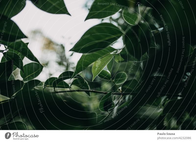 Grüne Blätter gegen den Himmel grün Pflanze Grünpflanze Garten Laubwerk Natur organisch botanisch Umwelt Botanik natürlich Flora Blatt Ökologie Hintergrund