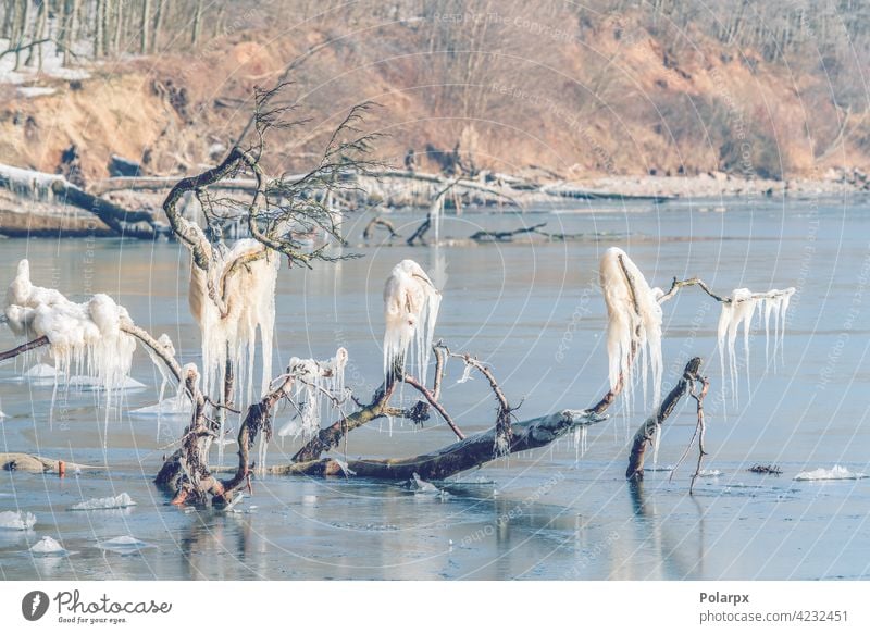 Eisige Landschaft mit Eiszapfen an Ästen Ast zerlaufen Meeresufer nördlich cool saisonbedingt frieren niemand Dezember Schönheit Norden verschneite Zuckerguß