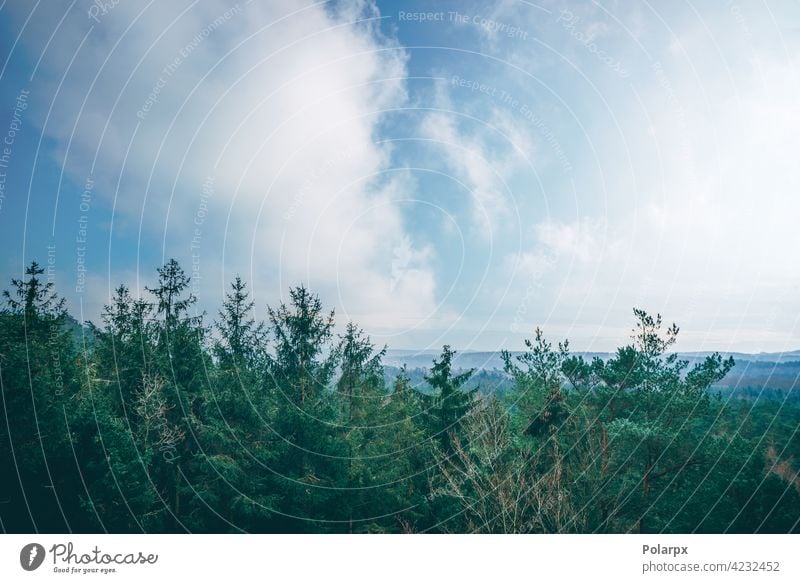 Baumkronen in einem nebligen Wald geheimnisvoll dunkel Frühling Fee Panorama Tal Sonne Schönheit Ansicht Mysterium Hintergrund majestätisch blau Saison