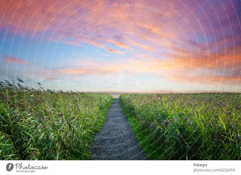 Weg zum Strand in einem farbenfrohen Sonnenuntergang Frieden erstaunlich natürlich Sonnenlicht sonnig Szene Farbe Sonnenaufgang Seeküste Tag Gras malerisch