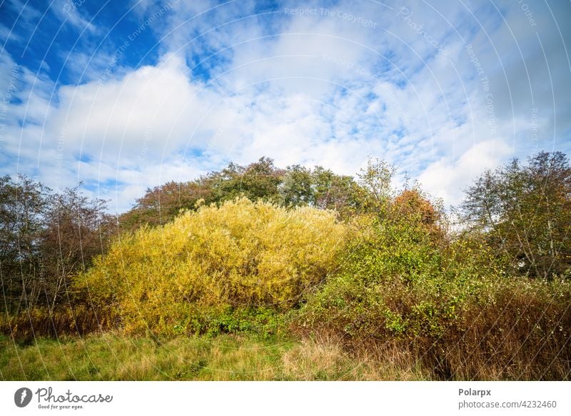 Bunte Naturszene in einer Wildnisumgebung Nationalpark Baumstamm Wolke - Himmel Wurmfarn Buschland Schweden Vitalität Wurzel unkultiviert Reiseziele