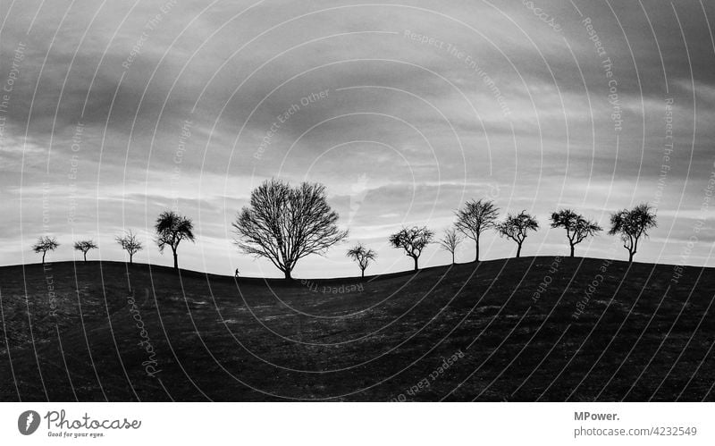 allein unter 12 fineart schwaz-weiß Bäume Hügel kahle Bäume Mensch wandern trist düster geschwungen klein Horizont Scherenschnitt Wolken Winter Himmel