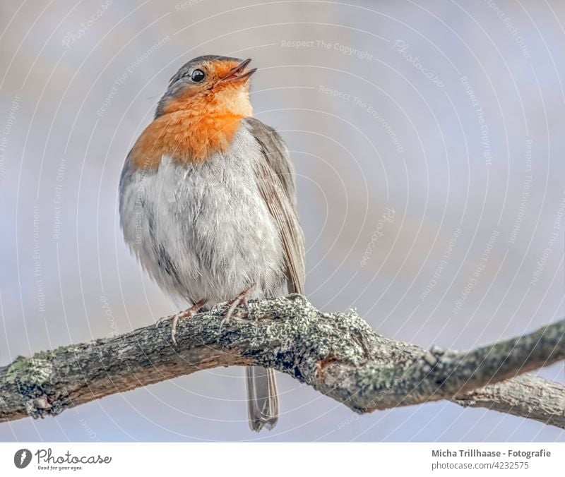 Singendes Rotkehlchen auf einem Ast Erithacus rubecula Tiergesicht Kopf Schnabel Auge Feder gefiedert Flügel Krallen Vogel Wildtier Baum Schönes Wetter singen