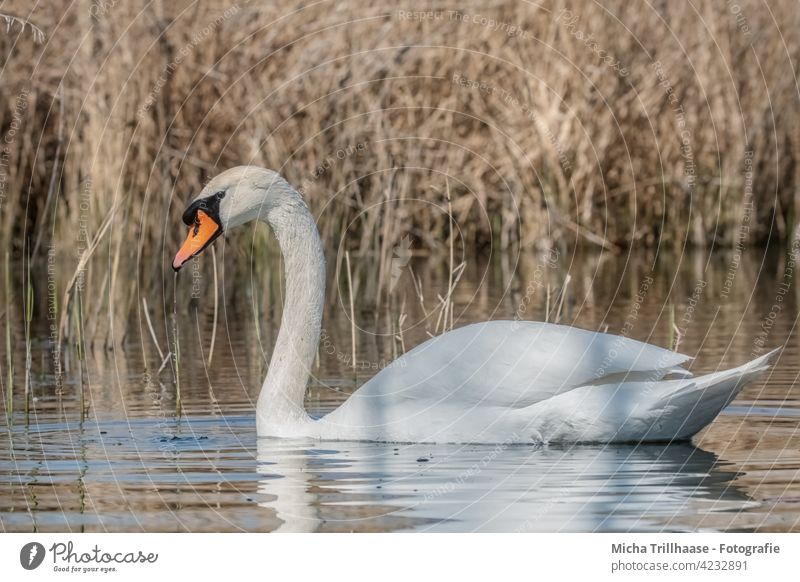 Schwan im See Höckerschwan Cygnus olor Vogel Tiergesicht Kopf Schnabel Flügel Hals Feder Auge gefiedert nah Nahaufnahme Außenaufnahme Wasser Tierporträt Natur