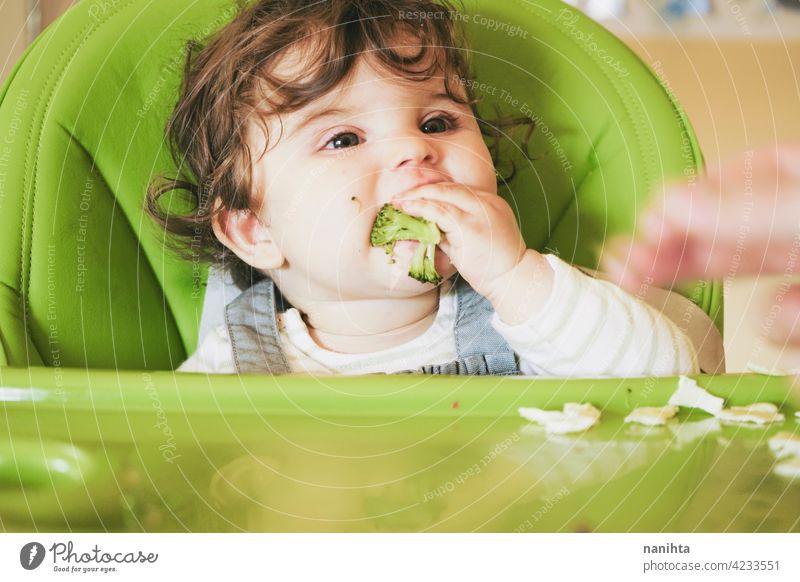 Baby isst Essen in ihrem grünen Hochstuhl blw Baby-Bleiwatte Gemüse Lebensmittel Brokkoli Veganer Vegetarier Gesundheit Diät weiß Kaukasier Beikost füttern