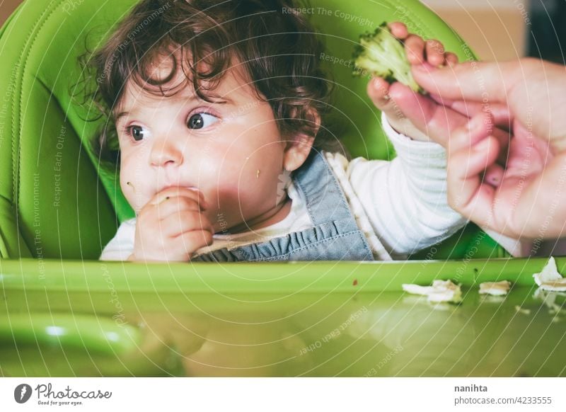 Baby isst Essen in ihrem grünen Hochstuhl blw Baby-Bleiwatte Gemüse Lebensmittel Brokkoli Veganer Vegetarier Gesundheit Diät weiß Kaukasier Beikost füttern