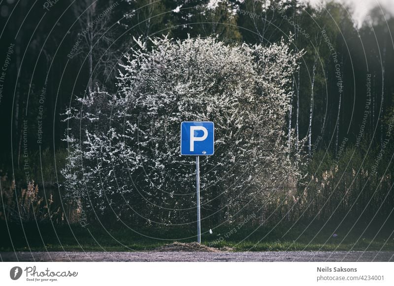 Parkschild und blühender Pflaumenbaum blau Auto PKW Ikon Los Aushang parken Umfrage Öffentlich Zeichen Himmel Pollen weich Knospen Kirsche Ackerbau farbenfroh