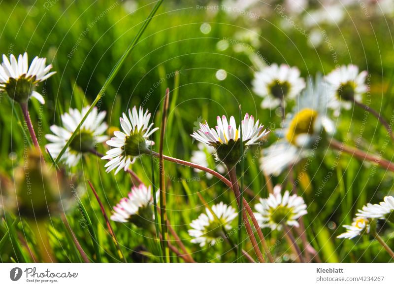 Gänseblümchen  mit zartem Bokeh- ich mag sie! Kindheitserinnerung Seitenansicht zentralperspektive Nahaufnahme im Hintergrund Bokeh Froschperspektive