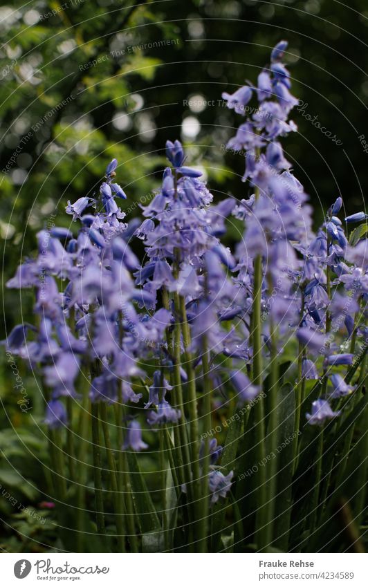 Hasenglöckchen (Hyacinthoides) an einem schattigen Plätzchen nach dem Regen violett Blüte Glöckchen im Wald im Schatten grün lila nass nach dem regen