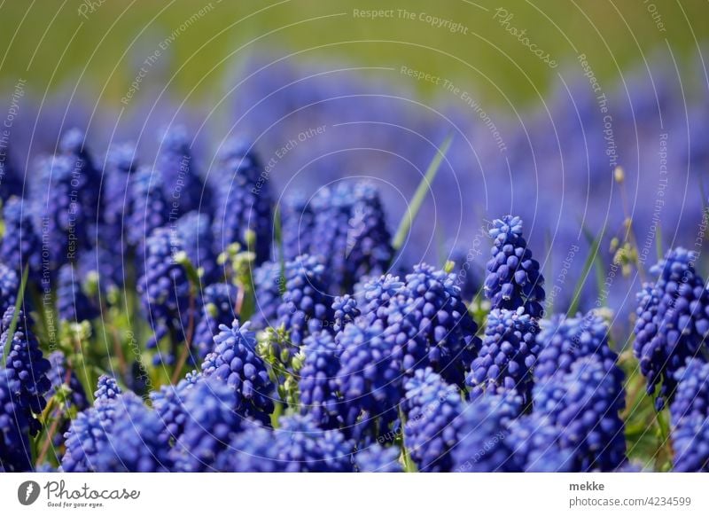 Bergmännchen auf der Wiese oder auch Muscari die Traubenhyazinthe Blume Blüte Natur Pflanze Frühling Sommer Nahaufnahme Blühend violett Garten grün lila