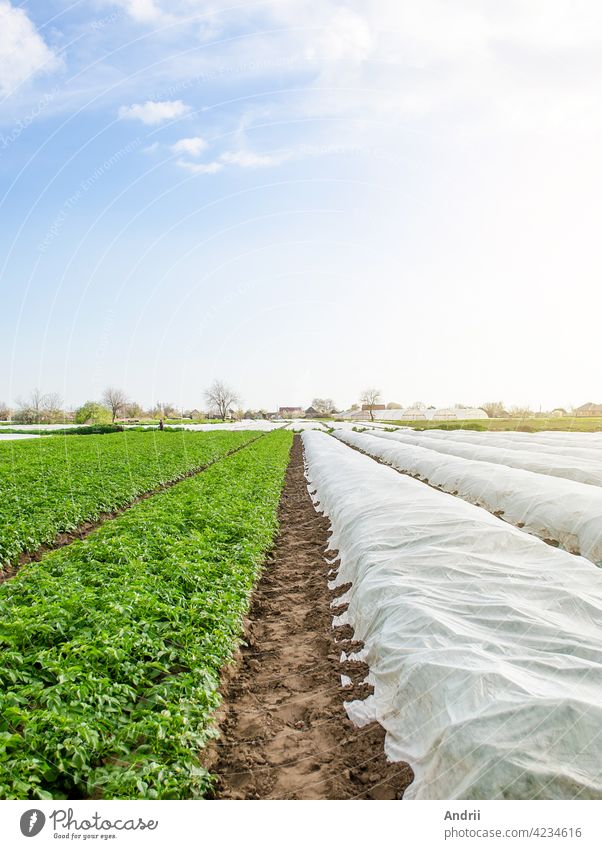 Reihen von Kartoffelsträuchern auf einer Plantage unter Agrofaser und Freiland. Abhärtung der Pflanzen im späten Frühjahr. Gewächshauseffekt zum Schutz. Agroindustrie, Landwirtschaft. Wachsende Pflanzen in einer kälteren frühen Jahreszeit.