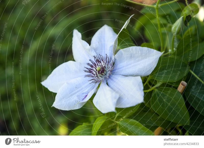 Hellviolette Blüte einer Boulevard-Clematis blüht Blume Boulevard-Schlüsselblume Weinblüte Blütezeit Neapel Florida Natur Garten Aufsteiger