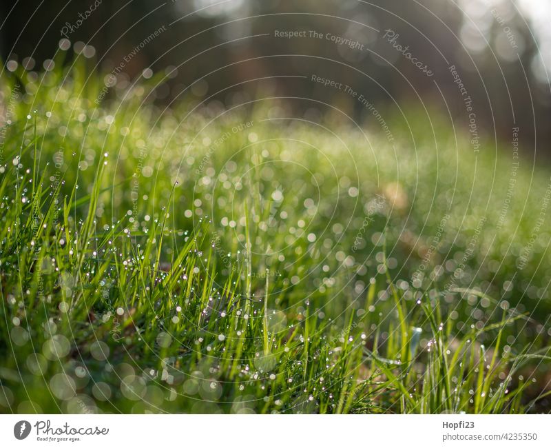 Nasses Gras Wiese grün Sommer Natur Umwelt Farbfoto Landschaft Menschenleer Tag Pflanze natürlich Wildpflanze Frühling Wasser Wassertropfen nass feucht