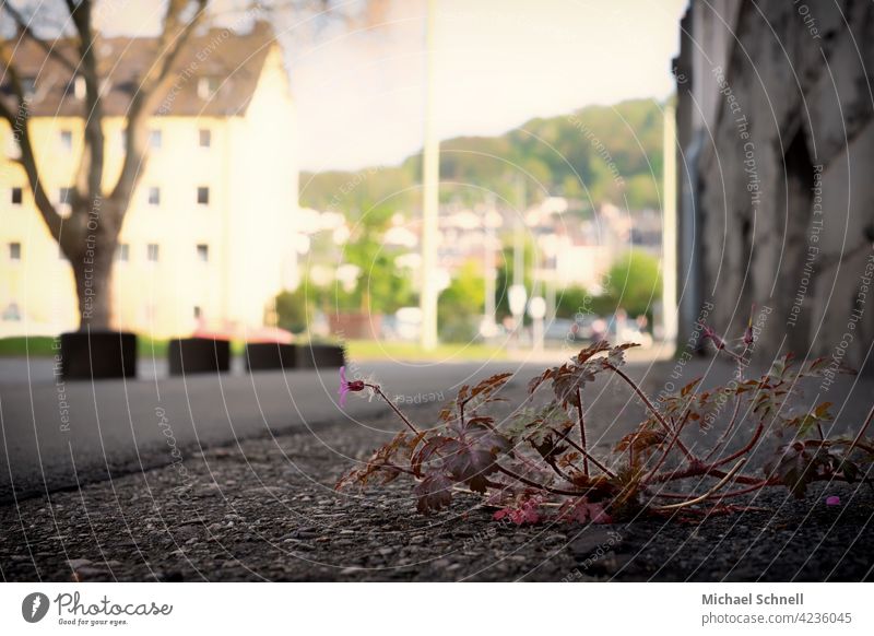 Straßenpflanze auf Gehweg in der Stadt Pflanze Stadtpflanze gehweg Bürgersteig Natur in der Stadt Außenaufnahme Wege & Pfade Asphalt