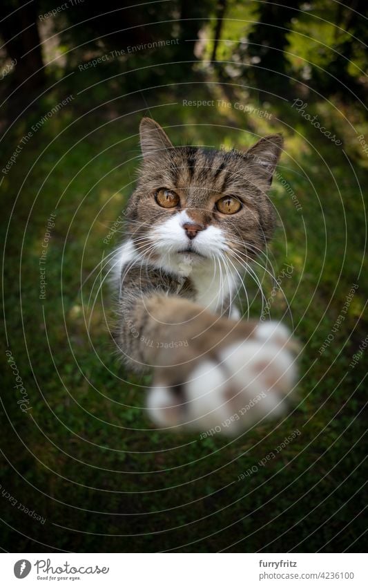 niedlich tabby weiße Katze auf grünem Gras Anhebung Pfote versuchen, Snack zu erreichen im Freien Wiese Rasen Garten Vorder- oder Hinterhof Natur