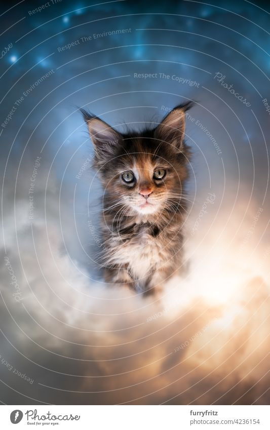 niedlich calico maine coon Kätzchen von bunten Wolken beleuchtet Katze Rassekatze Haustiere maine coon katze Katzenbaby Ein Tier Porträt Kattun Tricolore