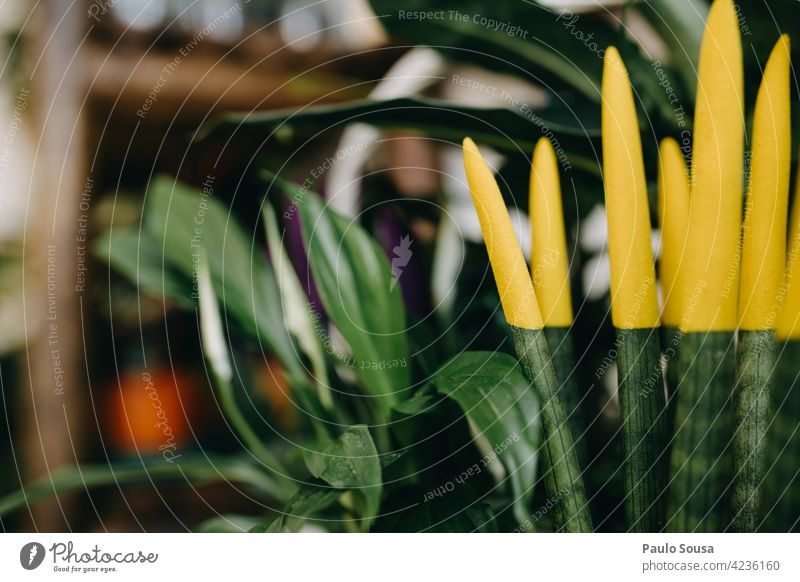 Bunte Topfpflanzen zum Verkauf eingetopft Sansevieria cylindrica Kleinunternehmen Sukkulenten Blumenhändler Floristik Garten Natur Gartenarbeit Pflanze