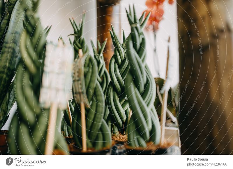 Topfpflanzen zu verkaufen Sukkulenten Sale Markt Kleinunternehmen Pflanze Gartenarbeit sukkulente Pflanze Dekor Dekoration & Verzierung natürlich exotisch