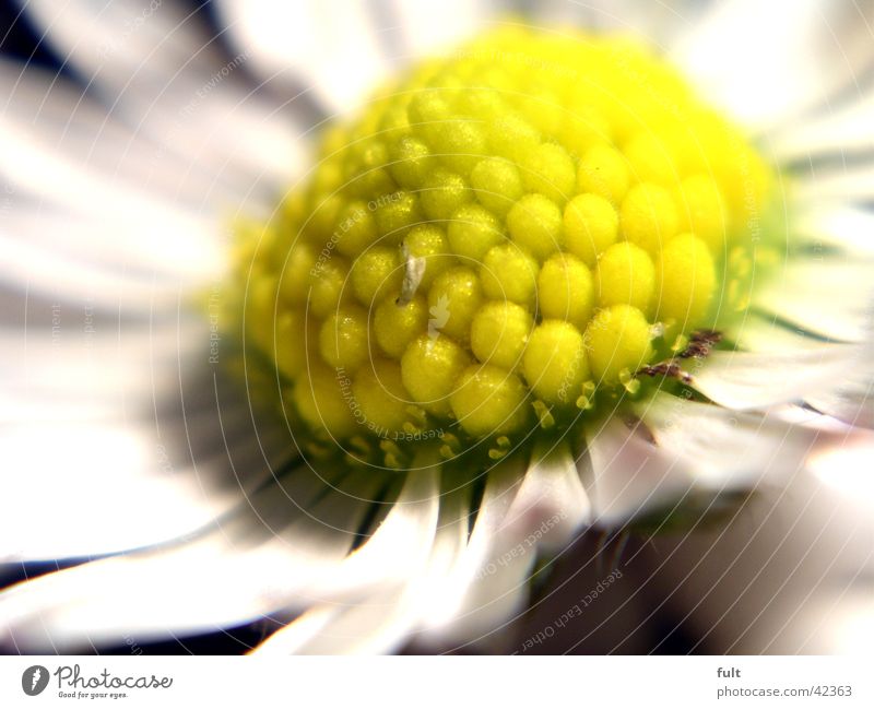 gänseblümchen Gänseblümchen Blüte Blatt gelb weiß Makroaufnahme Stil Nahaufnahme knubbel tiefenunschärfe daisies blossom leaves white bullets marko