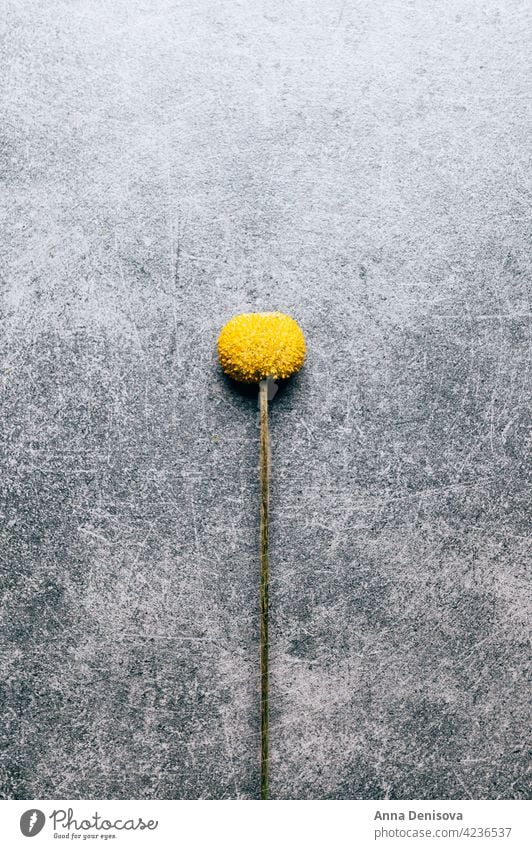 Craspedia globosa trockene Blumen Trockenblumen Billy-Knöpfe Blumenstrauß senfgelb Ball Bastelpapier Trommelstöcke Ewig trocken Natürlichkeit geblümt Ordnung