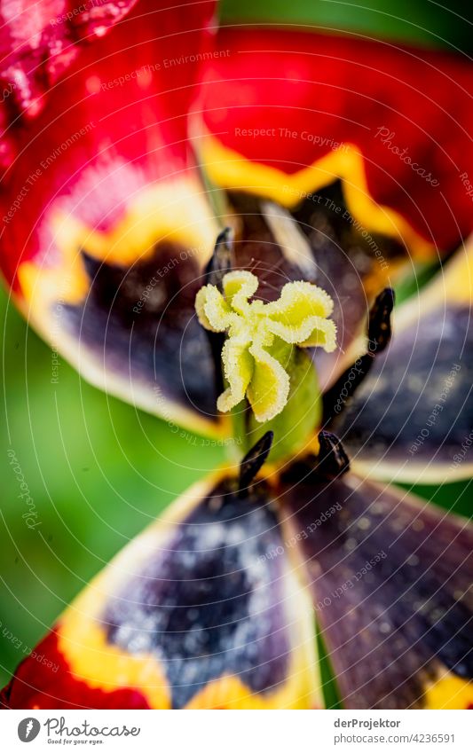 Tulpe mit Stempel im Garten in Niedersachsen Naturschutz naturerlebnis naturwunder Textfreiraum Mitte Zentralperspektive Starke Tiefenschärfe Kontrast