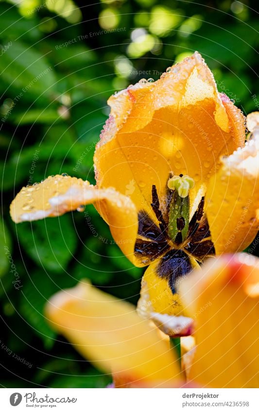 Tulpe im Garten in Niedersachsen Naturschutz naturerlebnis naturwunder Textfreiraum Mitte Zentralperspektive Starke Tiefenschärfe Kontrast Textfreiraum links